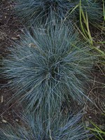 Photos Festuca cinerea