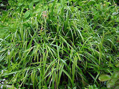 Photos Festuca mairei - 
