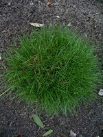 Photos Festuca scoparia