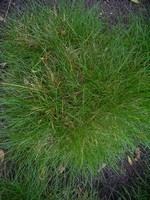 Photos Festuca scoparia