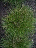 Photos Festuca vivipara