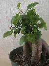 Ficus microcarpa ginseng