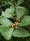Ficus triangularis