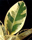 Ficus elastica