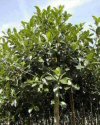Ficus rubiginosa