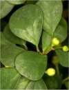 Ficus deltoidea