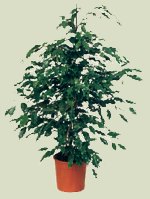 Ficus Benjamina