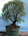 Ficus neriifolia