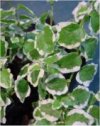 Ficus pumila