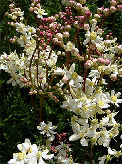 Photos Filipendula vulgaris - Queen of the prairie