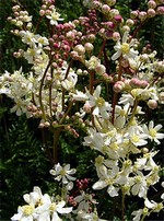Filipendula vulgaris - Knollen-R�sterstaude, Knollen-Spierstaude