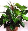 Philodendron melanocrysum