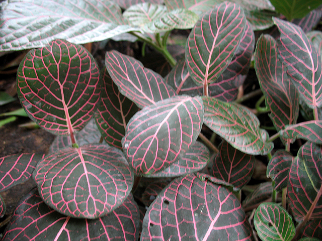 Photos Fittonia verschaffeltii - 