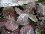 Fittonia verschaffeltii - 