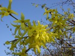 Forsythia ovata - Goldgl�ckchen, Koreanische Forsythie