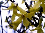Forsythia x intermedia - Goldgl�ckchen, Forsythie