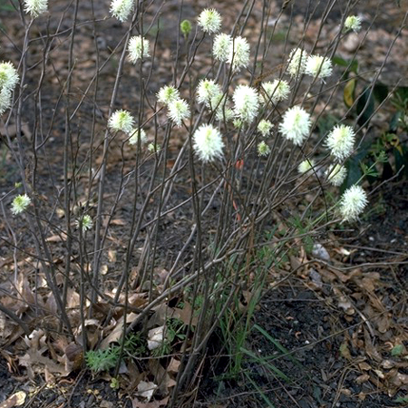 Photos Fothergilla gardenii - Mountain witchalder