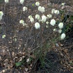 Photos Fothergilla gardenii