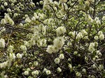 Fothergilla major - Berg-Federbuschstrauch