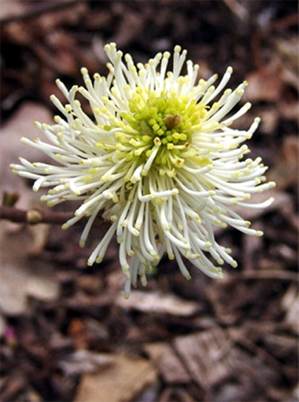 Photos Fothergilla monticola - Mountain witchalder