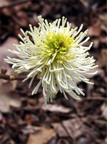 Photos Fothergilla monticola