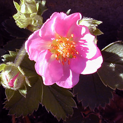 Photos Fragaria � ananassa - Woodland strawberry
