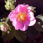 Fragaria � ananassa - Garten-Zier-Erdbeere Pink Panda