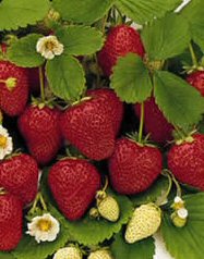 Piante Medicinali Fragaria