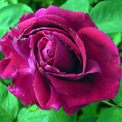 Photos Rosa - Rose