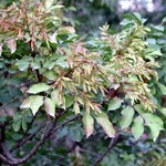 Foto Fraxinus ornus - Orniello