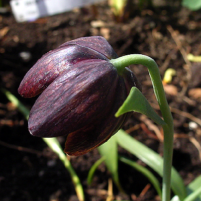 Photos Fritillaria davisii - 