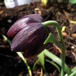Fritillaria davisii - Kaiserkrone
