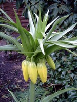 Fritillaria imperialis - Kaiserkrone Lutea