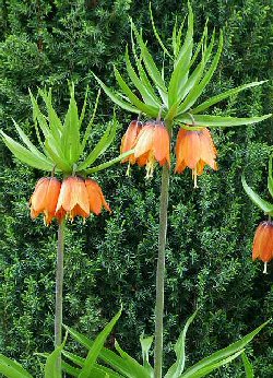 Photos Fritillaria imperialis - Imperial fritillary