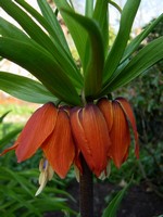 Fritillaria imperialis - Himalaja-Kaiserkrone