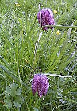 Photos Fritillaria meleagris - Chequered lily
