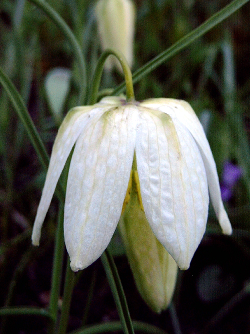 Photos Fritillaria meleagris - Chequered lily