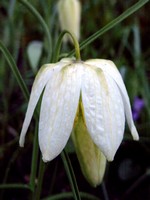 Fritillaria meleagris - Kiebitzei, Schachbrettblume alba