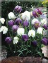 Fritillaria meleagris - Kiebitzei, Schachbrettblume