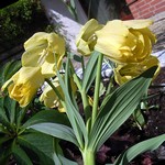 Fritillaria pallidiflora - 