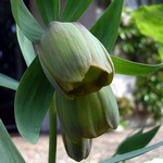 Fritillaria pontica - Pontische Kaiserkrone