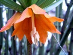 Fritillaria imperialis - Kaiserkrone Maxima