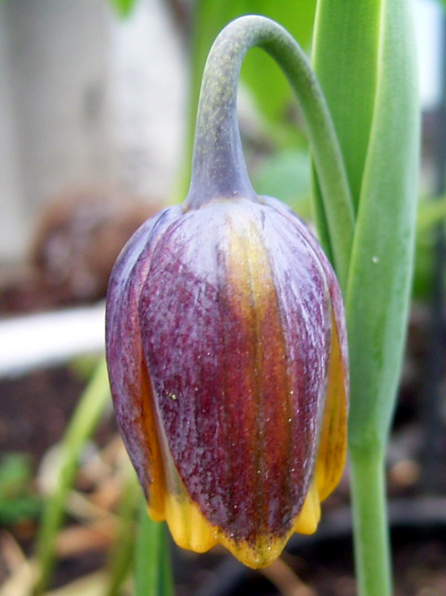 Fotos Fritillaria michailowskyi - 