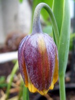 Fritillaria michailowskyi - Michailowsky-Kiebitzei