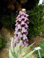 Fritillaria persica - Persien-Kiebitzei