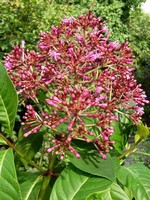 Photos Fuchsia hybrida