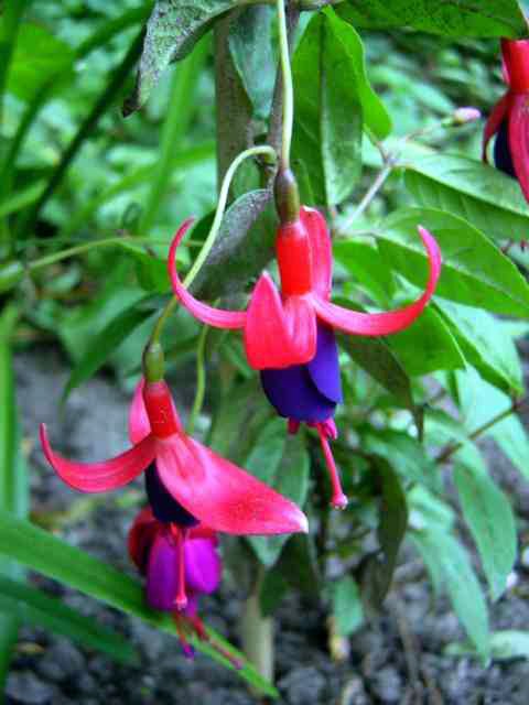 Photos Fuchsia magellanica - Hardy fuchsia