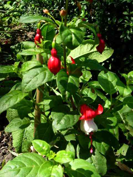 Photos Fuchsia magellanica - Hardy fuchsia