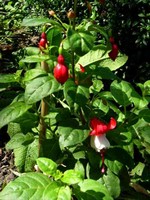 Photos Fuchsia magellanica