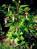 Photos Fuchsia magellanica